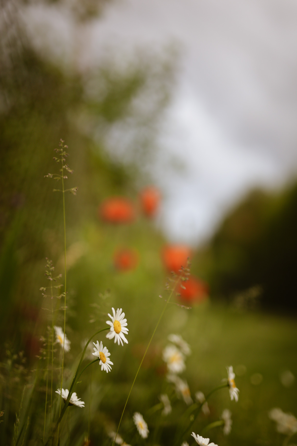 Wakacyjne sesje plenerowe